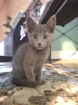 Domestic Short Hair Cats Available for Adoption in West Peoria, Illinois - Strudel B. (grey Male) | PetCurious