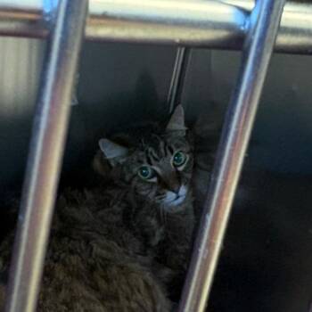 Hunter -  Maine Coon and Domestic Short Hair Cat for Adoption in Royse City, Texas - Hunter | PetCurious