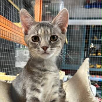 Quinn -  Dilute Tortoiseshell and Domestic Short Hair Cat for Adoption in Antioch, California - Quinn | PetCurious