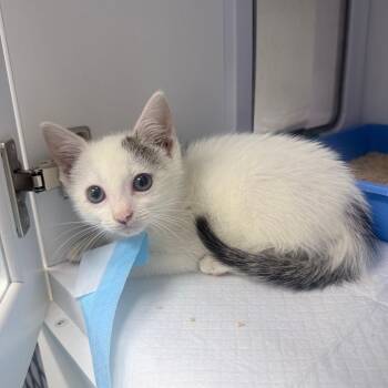 Domestic Short Hair Cats Available for Adoption in Jupiter, Florida - Pete | PetCurious