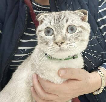 Scottish Fold Cats Available for Adoption - Ainsley Our Love!  Sweet Scottish Fold Kitten PURRFECTION!   VID | PetCurious