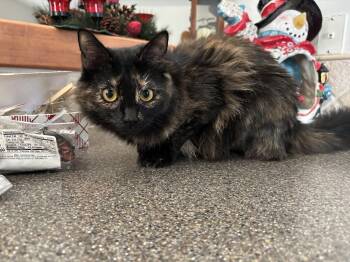 Domestic Medium Hair Cats Available for Adoption - Calypso | PetCurious