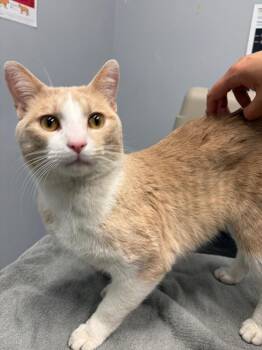 Domestic Short Hair Cats Available for Adoption in Bloomington, Indiana - Alfie | PetCurious