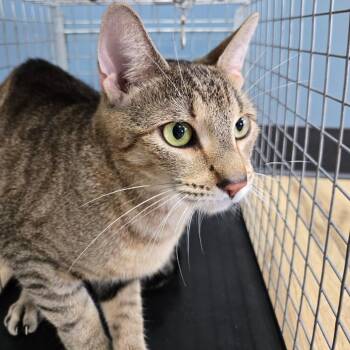 Bolivia -  Domestic Short Hair Cat for Adoption in Newark, New Jersey - Bolivia | PetCurious