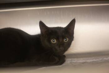 Batty -  Domestic Short Hair Cat for Adoption in Mountain Home, Arkansas - Batty | PetCurious