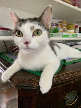 Mimi -  Domestic Short Hair Cat for Adoption in New York, New York - Mimi | PetCurious
