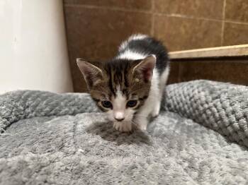 Patty -  Domestic Short Hair Cat Available for Adoption in Town 