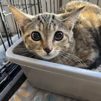 Domestic Short Hair Cats Available for Adoption - Cosmo 2636 | PetCurious