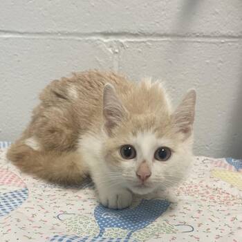 Possum -  Domestic Short Hair Cat for Adoption in Dayton, Ohio - Possum | PetCurious