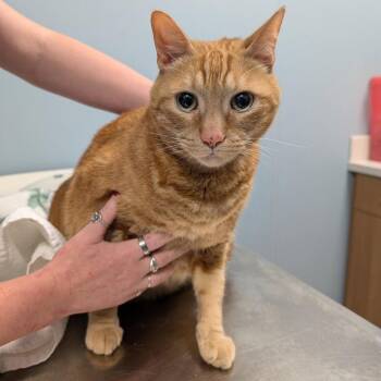 Gordon -  Domestic Short Hair Cat for Adoption in New Castle, Delaware - Gordon | PetCurious