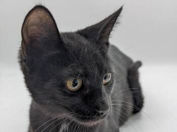 Skyler -  Domestic Short Hair Cat for Adoption in Powell, Ohio - Skyler | PetCurious
