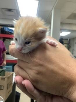 Rescue Domestic Short Hair Cats for Adoption in Fort Worth, Texas - 59300882 | PetCurious