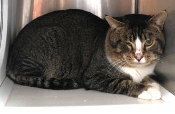 Domestic Short Hair Cats Available for Adoption - Roger | PetCurious