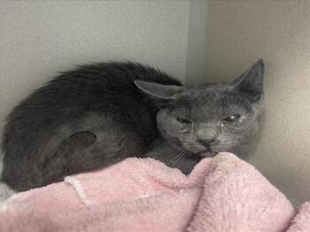MELON -  Domestic Short Hair Cat for Adoption in Loveland, Colorado - MELON | PetCurious