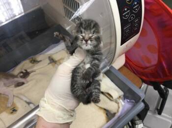 A1929725 -  Domestic Short Hair Cat for Adoption in Thousand Palms, California - A1929725 | PetCurious