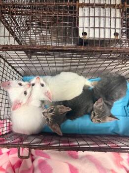 Igloo -  Domestic Short Hair Cat for Adoption in Sorrento, Louisiana - Igloo | PetCurious
