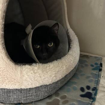 Eevee -  Domestic Short Hair Cat for Adoption in Conway, New Hampshire - Eevee | PetCurious