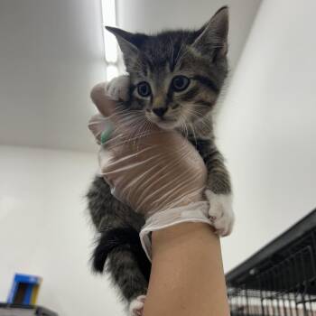 Hiccup -  Domestic Short Hair Cat for Adoption in Bismarck, North Dakota - Hiccup | PetCurious