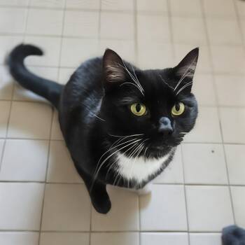 Oreo -  Tuxedo Cat for Adoption in Baldwin, Maryland - Oreo | PetCurious