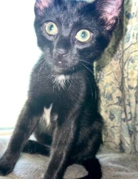 Tippy -  Domestic Short Hair Cat for Adoption in Clayton, New Jersey - Tippy | PetCurious