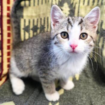 Weeder -  Domestic Short Hair Cat Available for Adoption in Mt. Juliet, Tennessee - Weeder | PetCurious