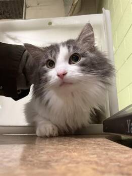 Domestic Long Hair Cats Available for Adoption - COSMO | PetCurious