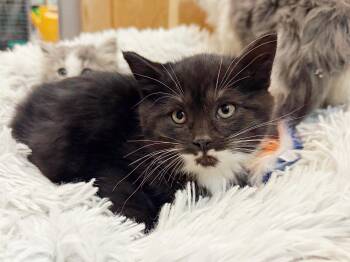 Rescue Domestic Medium Hair Cats for Adoption in Peace River, Alberta - Alani | PetCurious