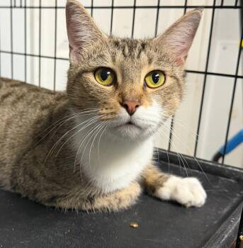 Rescue Tabby Cats for Adoption in Columbia, South Carolina - Steakums | PetCurious