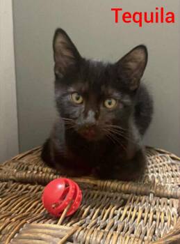 Rescue Domestic Short Hair Cats for Adoption in New Baltimore, Michigan - Tequila | PetCurious