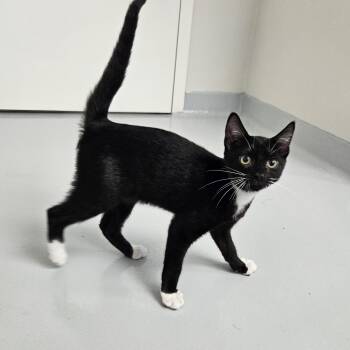Brandon -  Domestic Short Hair Cat for Adoption in Medfield, Massachusetts - Brandon | PetCurious