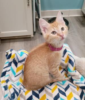 Fanta - super snuggly -  Domestic Short Hair Cat for Adoption in Hendersonville, Tennessee - Fanta - Super Snuggly | PetCurious