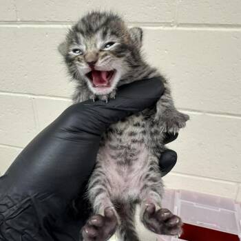 Trick -  Domestic Short Hair Cat for Adoption in Reno, Nevada - Trick | PetCurious