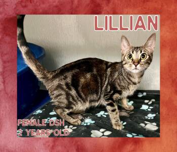 Rescue Domestic Short Hair Cats for Adoption in Danville, Indiana - Lillian | PetCurious