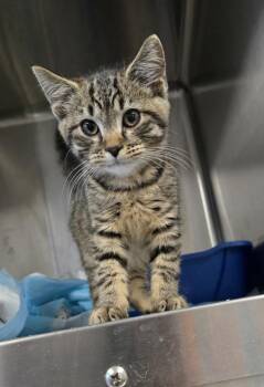 Lucky Seven -  Domestic Medium Hair Cat for Adoption in Evansville, Indiana - Lucky Seven | PetCurious