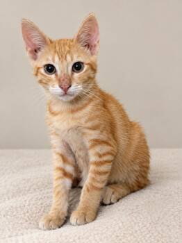 Poppy -  Domestic Short Hair Cat for Adoption in Houston, Texas - Poppy | PetCurious