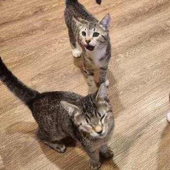 Domestic Short Hair Cats Available for Adoption - Darla | PetCurious