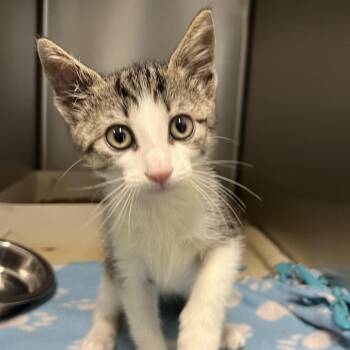 Oogie Boogie -  Domestic Short Hair Cat for Adoption - Oogie Boogie | PetCurious