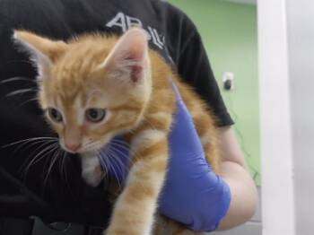 MEWMEW -  Domestic Short Hair Cat for Adoption in Omaha, Nebraska - MEWMEW | PetCurious