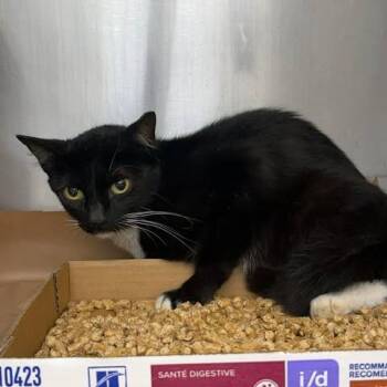 Calypso 26-06-200 -  Domestic Short Hair Cat for Adoption in Bastrop, Texas - Calypso 26-06-200 | PetCurious