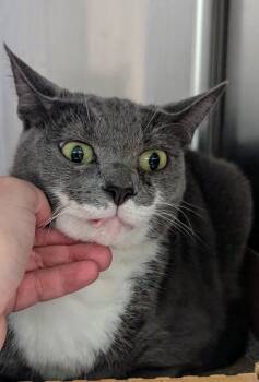 Rescue Domestic Short Hair Cats for Adoption in Houston, Texas - Arlene | PetCurious