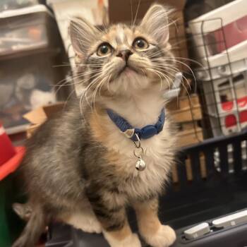 Rescue Domestic Short Hair Cats for Adoption in South Elgin, Illinois - Swan | PetCurious