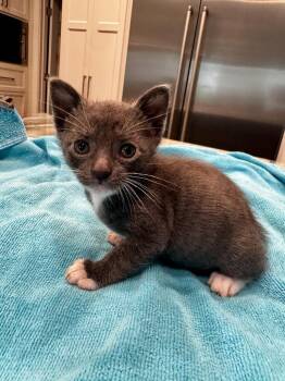 DK -  Domestic Short Hair Cat Available for Adoption in San Antonio, Texas - DK | PetCurious