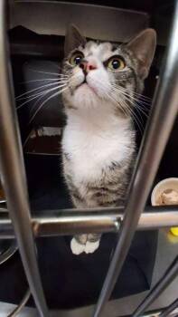 Domestic Short Hair Cats Available for Adoption in Burnsville, North Carolina - Luna | PetCurious