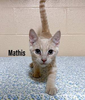 Mathis -  Domestic Short Hair Cat for Adoption in Clearfield, Kentucky - Mathis | PetCurious