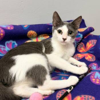 Nahla -  American Shorthair Cat for Adoption in Quail Heights, Florida - Nahla | PetCurious