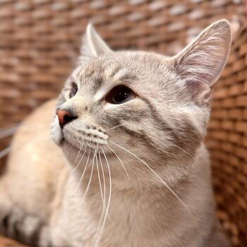 Rescue Domestic Short Hair Cats for Adoption in Midland, Michigan - Jack Jack | PetCurious