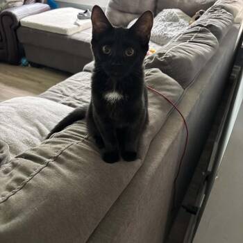 Bell ARC26 - 274 -  Domestic Short Hair Cat for Adoption in Akron, New York - Bell ARC26 - 274 | PetCurious