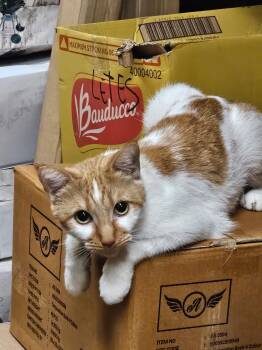 Rescue American Shorthair Cats for Adoption - Sunshine | PetCurious