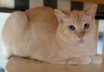 Luna -  Siamese and Domestic Short Hair Cat Available for Adoption in River Ridge, Louisiana - Luna | PetCurious