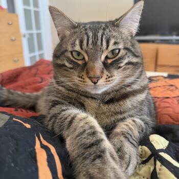 Rescue Domestic Short Hair and Tabby Cats for Adoption in San Francisco, California - Tombo | PetCurious
